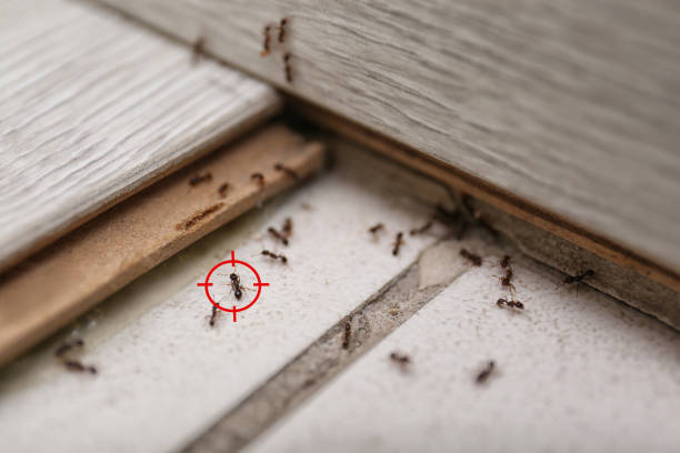 Best Best Pest Control Companies  in Elizabeth City, NC